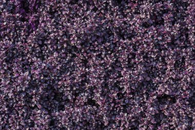 Mor yaprakları arka planlar