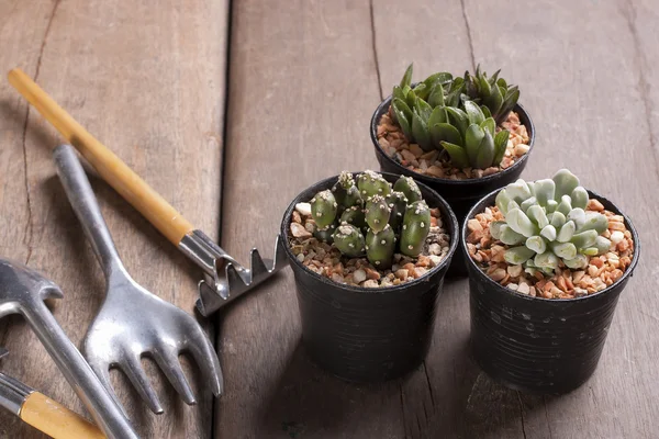 Three mini cactus in pots — Stock Photo, Image