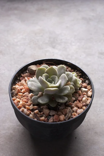 Mini cactus in pots — Stock Photo, Image