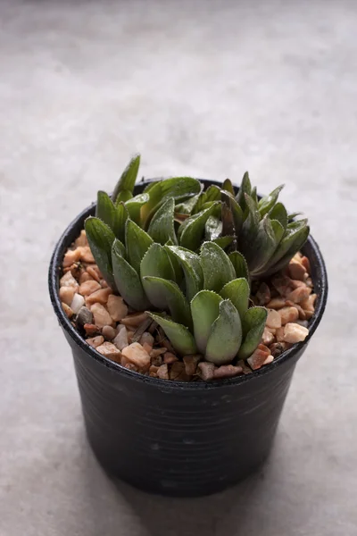 Mini cactus in pots — Stock Photo, Image