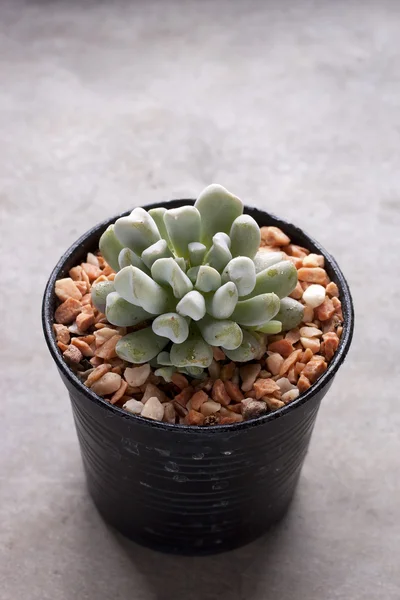 Mini cactus in pots — Stock Photo, Image