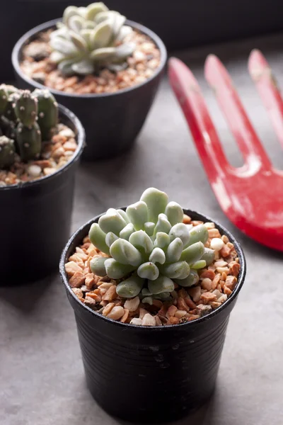 Cactus in pots — Stock Photo, Image