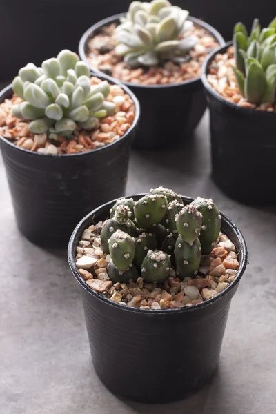 Cactus in pots — Stock Photo, Image