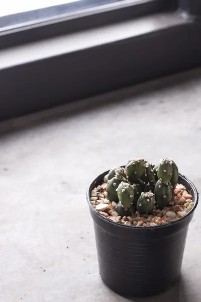 Mini cactus in pots Stock Picture