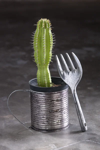 Cactus — Stock Photo, Image