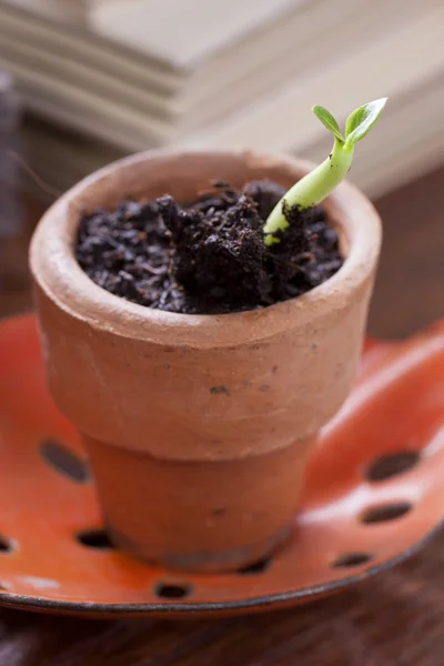 Seedling in clay pots — Stock Photo, Image