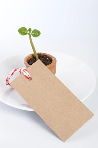 Seedling with paper tag — Stock Photo, Image