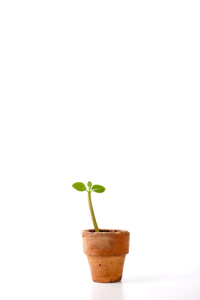 Seedling in clay pots — Stock Photo, Image