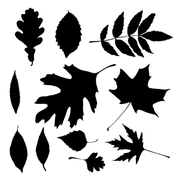 Vektorsilhouetten von Herbstblättern — Stockvektor