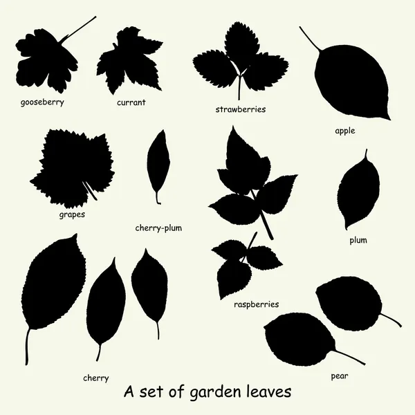 A set of garden leaves — Stock Vector