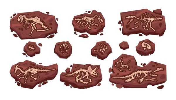 Fossile de dinosaure. Dessin animé paléontologie fouilles avec squelettes préhistoriques Jurassique dino ensemble. Isolé os de lézard prédateur dans le sol. Collection d'archéologie vectorielle de reptiles éteints — Image vectorielle