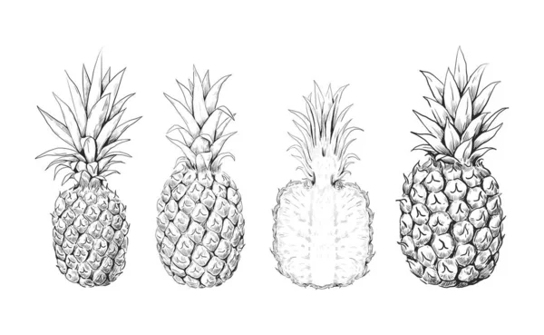 Esbozo de piña. Conjunto dibujado a mano de frutas dulces tropicales. Postre exótico. Grabado de plantas aisladas. Ananas enteras o medias. Alimentos orgánicos vitamínicos. Vector colección de productos vegetarianos — Archivo Imágenes Vectoriales