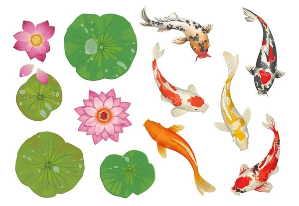 Ikan Koi di kolam. Kartun tradisional oriental adegan dengan ikan mas emas, daun teratai dan bunga. Hiasan kolam renang air Jepang diatur. Latar belakang botani vektor Asia - Stok Vektor