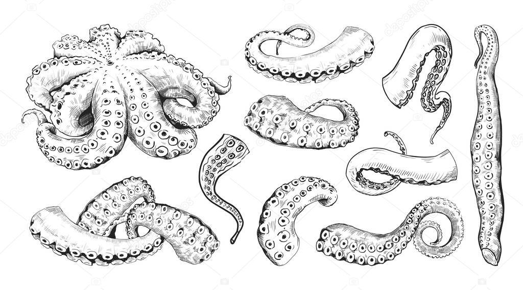 Octopus tentacle. Hand drawn engraving of underwater cuttlefish. Vintage line monster tattoo drawing. Seafood clipart for marine restaurants menu. Vector cephalopods limbs sketches set