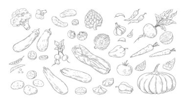Sebze oyması. Elle çizilmiş organik tarım ürünleri. Çiftlikten gelen yeşil sağlıklı yiyecekler. İzole edilmiş balkabağı ve brokoli. Vejetaryen yemek malzemeleri taslağı. Vektör mahsulü seti