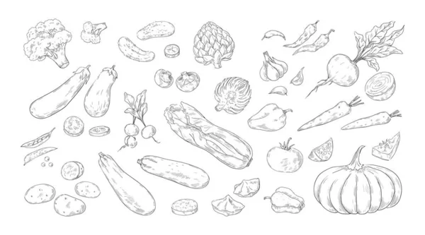 野菜の彫刻。有機農産物を手描き。農場の緑の健康食品。隔離されたカボチャとブロッコリー.ベジタリアン料理の材料スケッチ。ベクトル作物セット — ストックベクタ