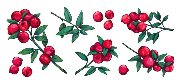 Preiselbeere. Handgezeichnete Waldsommer-Waldbeere zum Dessert und vegetarische Kost. Red sour cowberry vintage sketch. Bio-Pflanzenstämme mit grünen Blättern. Vektorbotanische Elemente gesetzt — Stockvektor