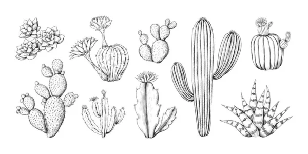 Kaktüs kabartma skeci. Elle çizilmiş Batı çöl bitkisi, çiçek ve çivili. Doodle tropikal bitki örtüsü. Siyah ve beyaz botanik elementler. Vektör sulu oyma seti — Stok Vektör
