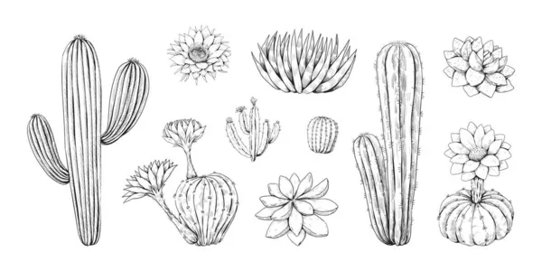 Ręcznie narysowany kaktus. Klasyczna meksykańska pustynia soczysta z kwiatem. Tropikalna dekoracja roślin kaktusowych grafika. Kwitnące szkice kaktusów. Saguaro z kolcami. Zestaw flory wektorowej — Wektor stockowy