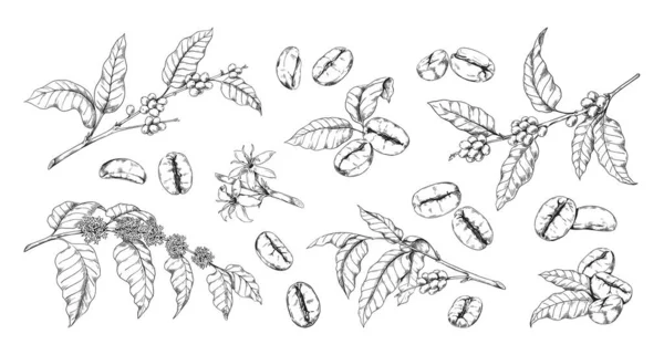 Gravierte Kaffeebohne und Pflanze. Handgezeichnete Zweige mit Blättern und Blüten. Sketch über natürliche Arabica-Getränke. Tropische Ernte für Koffeingetränke. Vektorbotanische Elemente gesetzt — Stockvektor