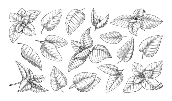 Mint laat schets achter. Vintage pepermunt en pepermunt gravure. Retro verse melissa kruid tekening. Natuurlijk culinair ingrediënt. Handgetekende aromatische plant. Vectorbotanische elementen — Stockvector