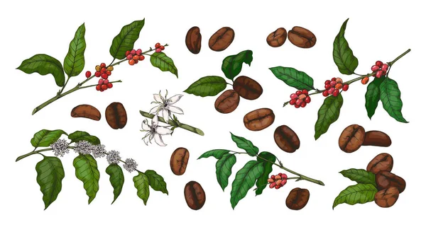 Café coloré gravé. Plante dessinée à la main avec des feuilles vertes et haricots rouges. Croquis de branches d'arbres et de fleurs. Collection botanique biologique. Ensemble d'éléments de boisson à la caféine vectorielle matin — Image vectorielle