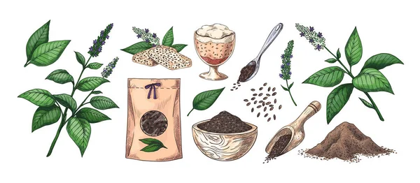 Chia dessiné à la main. Plantes et grains. Fleurs ou feuilles. Superfood végétalien dessiné à la main graphique. Produits diététiques. Cuillère avec graines et emballage. Desserts sains. Ensemble d'éléments botaniques vectoriels — Image vectorielle