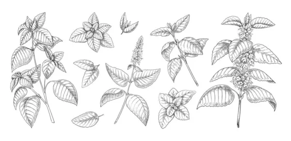 Croquis à la menthe poivrée. Menthe laisse des branches et des fleurs gravure vintage. Menthe verte et herbes melissa dessinées à la main. Brindilles de plantes aromatiques culinaires ou médicales. Ensemble d'éléments botaniques vectoriels — Image vectorielle