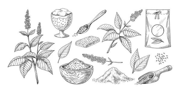 Chia seed sketch. Hand drawn plants with flowers. Vegetarian superfood concept in sack and pile. Culinary botanical ingredient for desserts and cookies. Vector organic grains engraving set — стоковый вектор