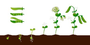 Pea growth. Green plant growing stages with seedling, sprout and pods, organic vegetable graphic element. Vector isolated set