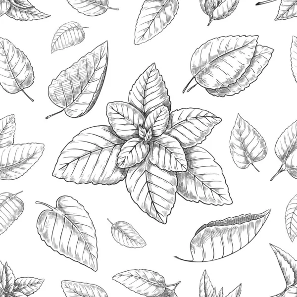 Mint leaves pattern. Seamless print with hand drawn peppermint. Spearmint foliage engraving background. Botanical elements. Natural spice. Melissa stems. Herbal plant. Vector texture — стоковий вектор
