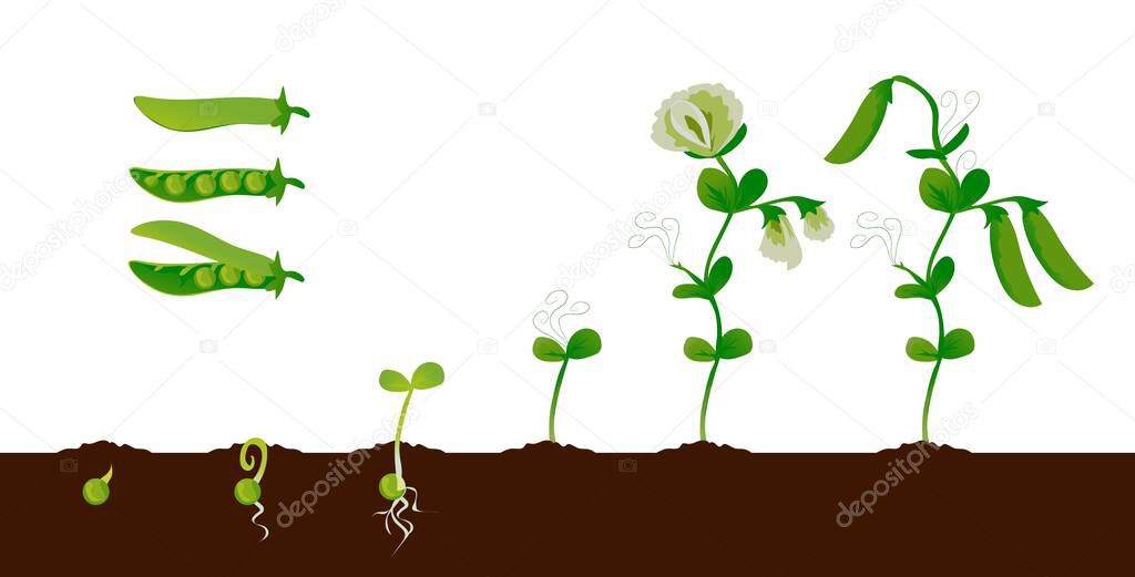 Pea growth. Green plant growing stages with seedling, sprout and pods, organic vegetable graphic element. Vector isolated set