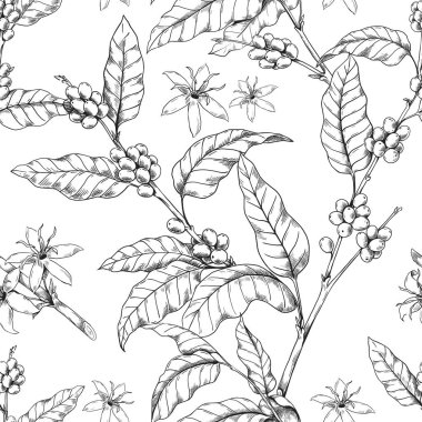 Kahve dalı desenli. Yaprakları ve çiçekleri olan el çizimi Arabika ağacı olan kusursuz bir iz. Kafein içeceği için kavrulmuş tohum. Çizim yap. Espresso 'nun vektör dokusu fasulye içer.