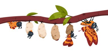 Butterfly metamorphosis. Caterpillar development stages. Larva and cocoon on branch. Insect evolution. Animal transformation steps. Moth life cycle. Pupa changing. Vector illustration clipart