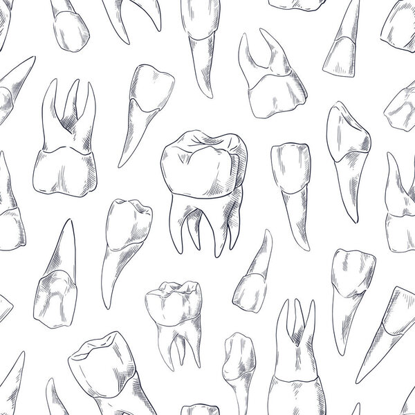 Teeth sketch pattern. Seamless print of hand drawn human tooth collection. Dentist vintage graphic. Fangs and molars. Dental oral care. Incisors or premolars drawing. Vector texture