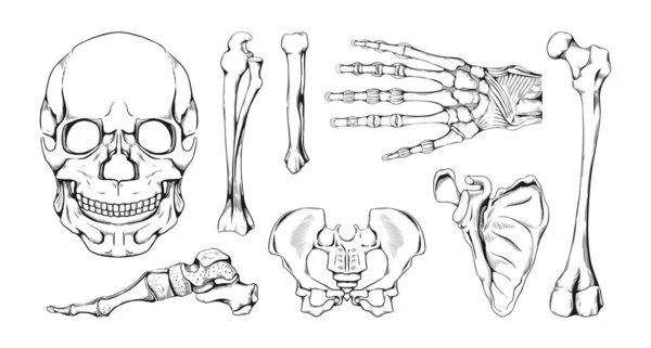 Handgezeichnete Knochen. Anatomische Skelettteile und Gelenke des Menschen skizzieren. Femur und Schulterblatt. Arm oder Bein mit den Fingern. Schädel und Handgelenk. Medizinwissenschaft. Vektor-Bleistift-Zeichenset — Stockvektor