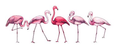Pembe flamingo. Çeşitli pozlarda el çizimi tropikal kuş koleksiyonu. Kanatları ve gagası olan izole edilmiş bir hayvan. Cennet faunası. Doğa eskizi. Afrika vahşi yaşamı. Vektör oymalı kümes hayvanı
