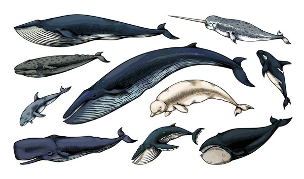 Graverade valar. Handritade havsdäggdjur. Vattenlevande djur. Vintage knölskallig skiss. Kachalot och narval. Undervattenssimmande marina varelser. Beluga eller späckhuggare. Vektor sjöfauna set — Stock vektor