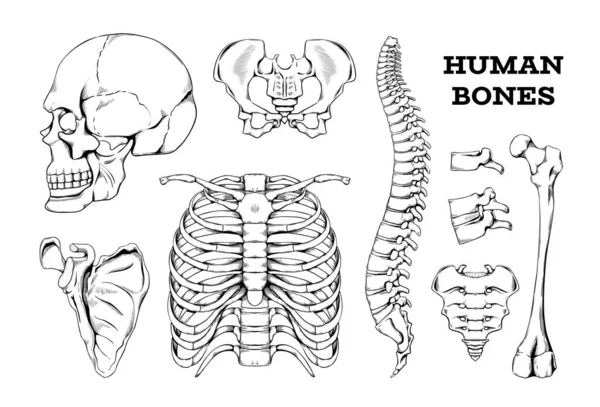 Esboço de ossos humanos. Articulações anatômicas desenhadas à mão ou partes do esqueleto. Espinha com vértebras e fémur. Crânio isolado de gravura. Escapula e tórax. Conjunto esquelético médico ortopédico vetorial — Vetor de Stock