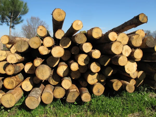 Timber — Stock Photo, Image