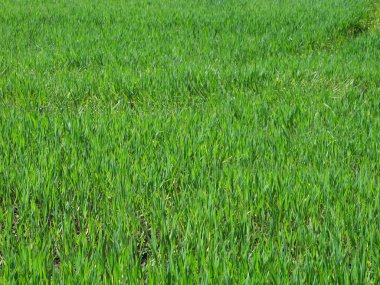 ekimi Tiber Nehri Vadisi, çevre Roma - İtalya