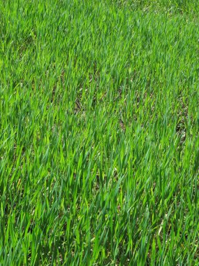 ekimi Tiber Nehri Vadisi, çevre Roma - İtalya