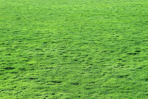 Lawn — Stock Photo, Image