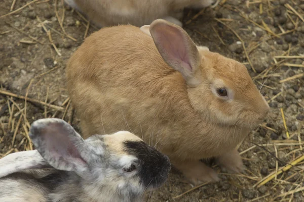 Animaux de ferme — Photo