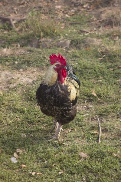 Van landbouwhuisdieren — Stockfoto