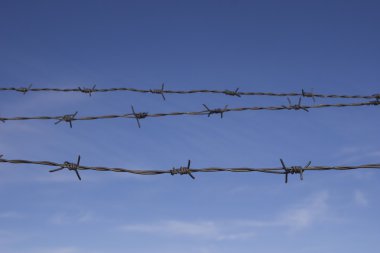 Champ de maïs à la récolte