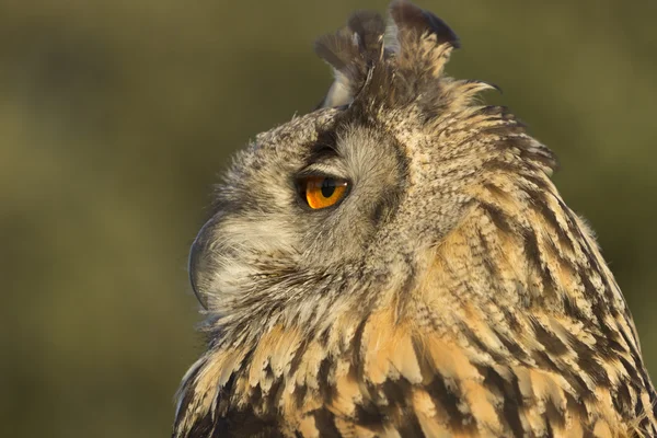 Sowa bubo bubo — Zdjęcie stockowe