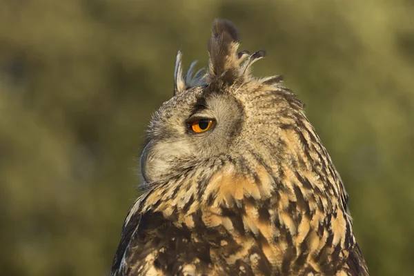 Sowa bubo bubo — Zdjęcie stockowe