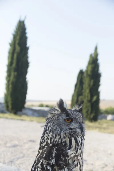 フクロウ横痃横痃 — Stock fotografie