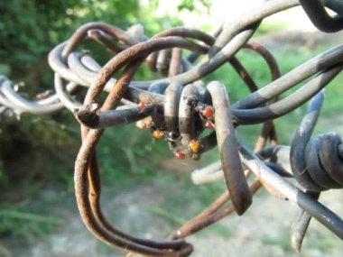 Karıncalar üzerinde dikenli tel